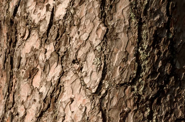 Corteccia Dell Albero Spacca Vicino Texture Naturale — Foto Stock