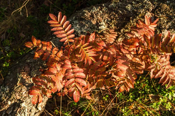 Luminose Colorate Foglie Sorbo Autunnale Nella Foresta Primo Piano — Foto Stock