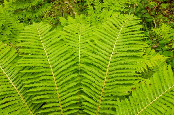 Fundo Bonito Jovem Verde Samambaia Folhas Close — Fotografia de Stock