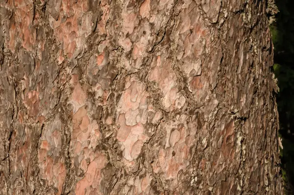 Kůra Stromu Praskne Zblízka Přírodní Textura — Stock fotografie