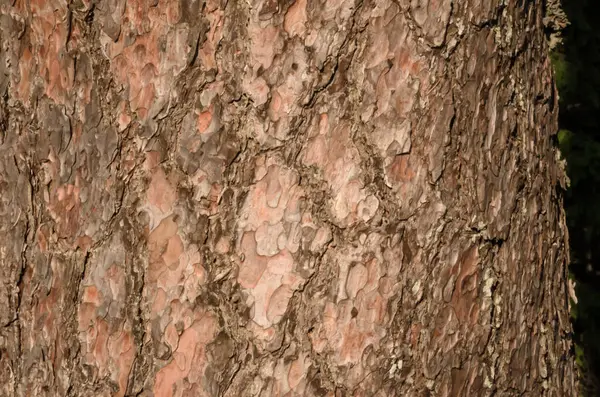 Boomschors Scheurt Van Dichtbij Natuurlijke Textuur — Stockfoto