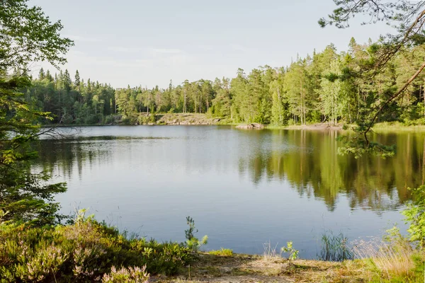 Skogssjön Solig Sommardag Horisontellt Foto Vacker Natur Begreppet Semester — Stockfoto