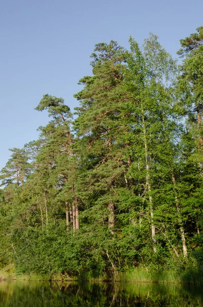 Groene Bos Een Zomerse Zonnige Dag Aan Het Meer Reflectie — Stockfoto