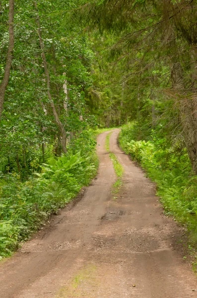 Yeşil ormandaki toprak yol. Dikey seyahat fotoğrafı