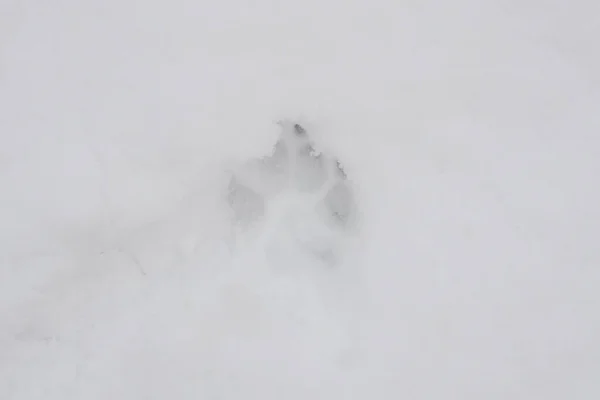 Hondenpootafdruk Met Klauwen Zuiver Witte Sneeuw — Stockfoto