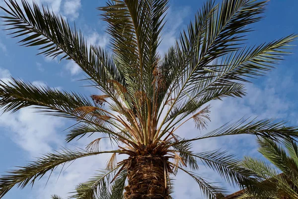 Zielona Palma Tle Błękitnego Nieba Liście Palm Słoneczny Dzień — Zdjęcie stockowe