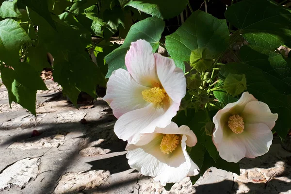 Flores Grandes Malva Entre Hojas Verdes Exuberantes Foto Horizontal Verano — Foto de Stock