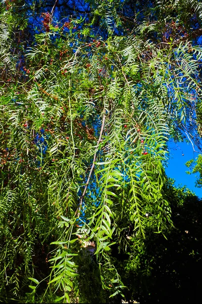 Schinus Molle Рожеві Перцеві Плоди Гілках Дерев Schinus Molle Перуанський — стокове фото