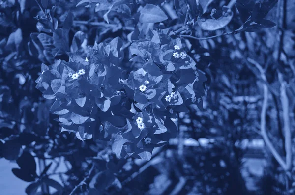 Квітуча бугенвілья, лат. Бугенвіль Фотографія, тонована в класичному синьому кольорі, тенденція 2020 року. Квітковий фон . — стокове фото