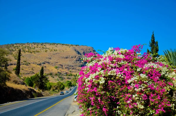 Blooming bougainvillea, Latin Bougainvillea. White-pink bougainvillea flowers, bush with flowers against a blue sky. Road, mountains and green trees. — Foto de Stock