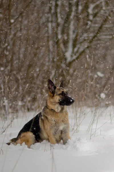 ドイツの羊飼いの犬は森の中の白い雪の上に座って 距離を見て 冬の自然の垂直写真 — ストック写真