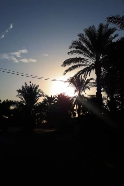 Silhouetten Von Palmen Vor Blauem Himmel Blätter Von Palmen Einem — Stockfoto