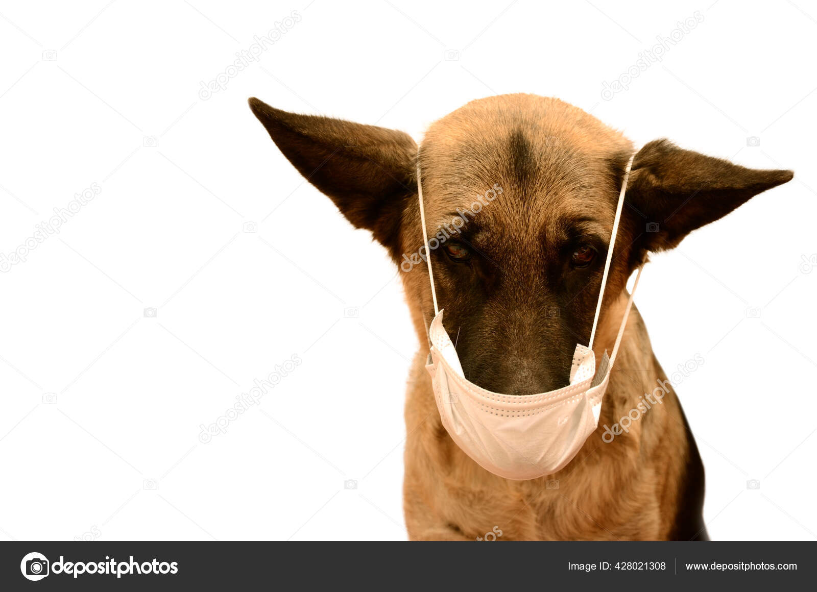Dog Medical Mask Face Protecting Animals Viral Diseases Polluted Air Stock Photo by ©mar85dim@ 428021308 Dog Medical Mask Face Protecting Animals Viral Diseases Polluted Air Stock Photo by ©mar85dim@ 428021308