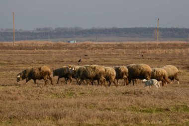 Tarlada küçük bir kuzuyla koyun. Kırsalda sığırlar otluyor..