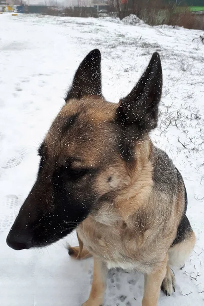 German shepherd in the winter. Snow on the face of a beautiful dog. Grains of white snow.