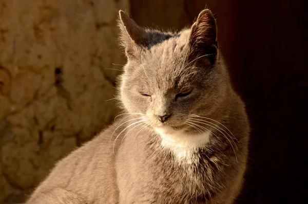 The cat squinted, basking in the yard on a sunny day. Portrait of a gray cat, with a white neck.