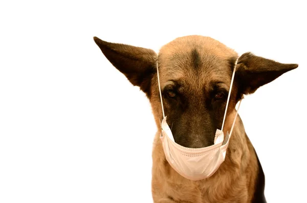 Yüzünde tıbbi maske olan bir köpek. Hayvanları viral hastalıklardan ve kirli havadan korumak. Alman çoban köpeği konsepti, izole edilmiş arka plan, kopyalama alanı