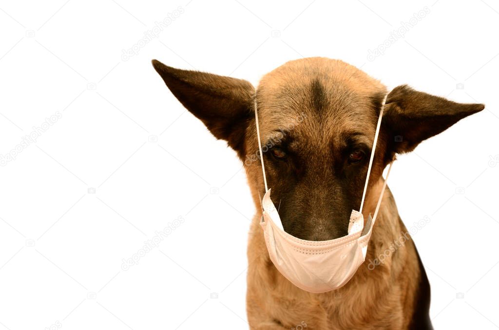 Dog with a medical mask on the face. Protecting animals from viral diseases and polluted air. German shepherd veterinary concept, isolated background, copy space