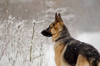 Alman çoban köpeği kış ormanında yatay fotoğrafa bakıyor.