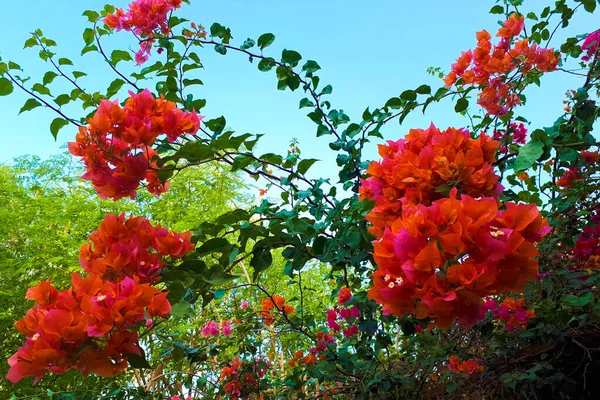 盛开的花 拉丁文的花 在蓝天的映衬下 枝条上有红花 植物背景 — 图库照片