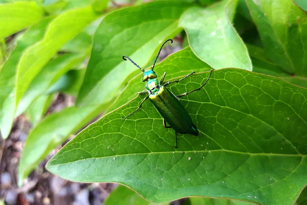 Spaniard fly beetle on a green leaf. Shiny green beetle with a long mustache.