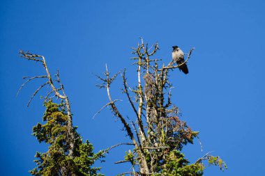 Mavi gökyüzüne karşı bir Noel ağacının kurumuş dalında oturan gri bir karga. Açık, güneşli, yaz günü.