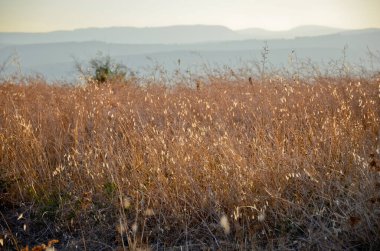 Sarı tarla ve kuru kulaklar. Mısırın altın kulakları yakın, sonbahar sıcağı. Seçici odak.