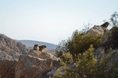 Rock hyrax (Procavia capensis) doğada, Ein Gedi Ulusal Rezervi, Judaean Çölü, Güney İsrail. Daman güneşli bir gün kayalıklarda uzanır vadideki kayaların arasında.