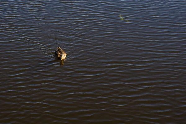 Pato Nadando Lago Azul —  Fotos de Stock