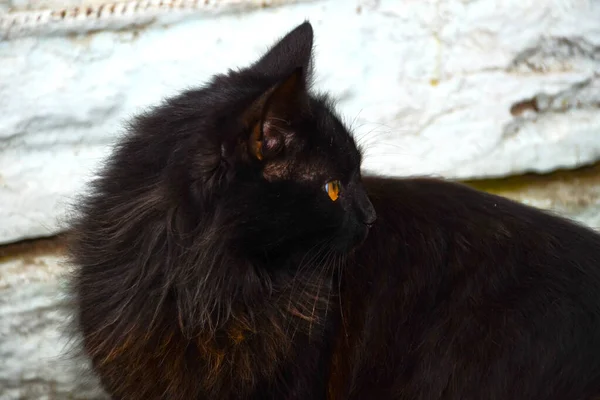 Porträt Einer Schwarzen Flauschigen Katze Die Katze Drehte Sich Zur — Stockfoto