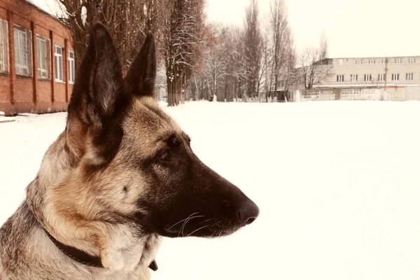 Německý Ovčák Zblízka Pozadí Sněhu Domácí Pes Hledající Dálky — Stock fotografie