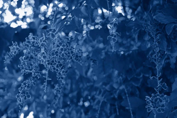 Duranta Repens Flor Cierre Duranta Repens Violeta Foto Teñida Azul — Foto de Stock