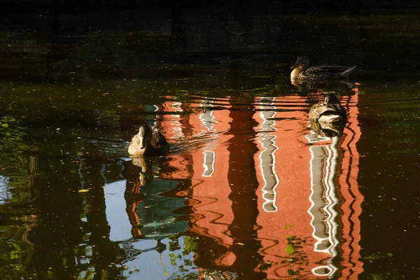 Утки Плавают Воде Маленький Пруд Летний День — стоковое фото