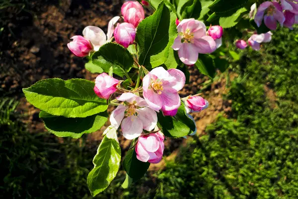 Flores Delicadas Manzanos Florecen Primavera Flores Rosadas Blancas Brotes Jóvenes — Foto de Stock