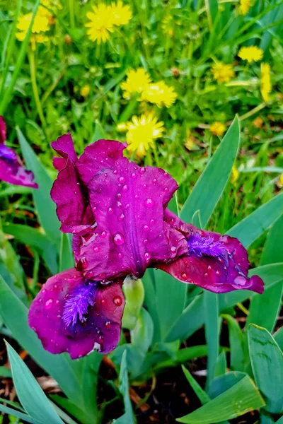 Iris Púrpura Con Gotas Rocío Cerca Sobre Fondo Jardín Verde — Foto de Stock