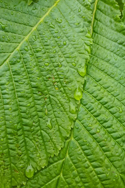 Green Chestnut Leaves Closeup Rain Campaigns Juicy Beautiful Spring Background — Stock Photo, Image