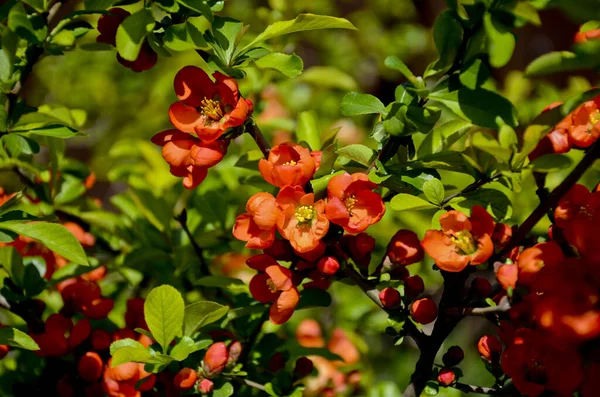 Henomeles Florescentes Marmelo Florido Marmelo Japonês Gênero Arbustos Espinhosos Nativos — Fotografia de Stock