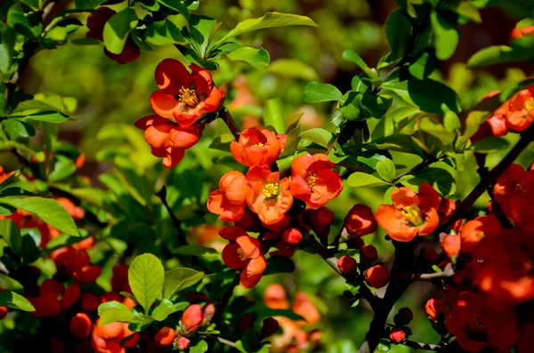 Henomeles Florescentes Marmelo Florido Marmelo Japonês Gênero Arbustos Espinhosos Nativos — Fotografia de Stock