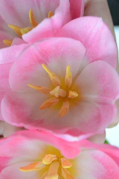 Όμορφες Ροζ Τουλίπες Από Κοντά Κίτρινοι Στήμονες Και Γουδοχέρι Επιλεκτική — Φωτογραφία Αρχείου
