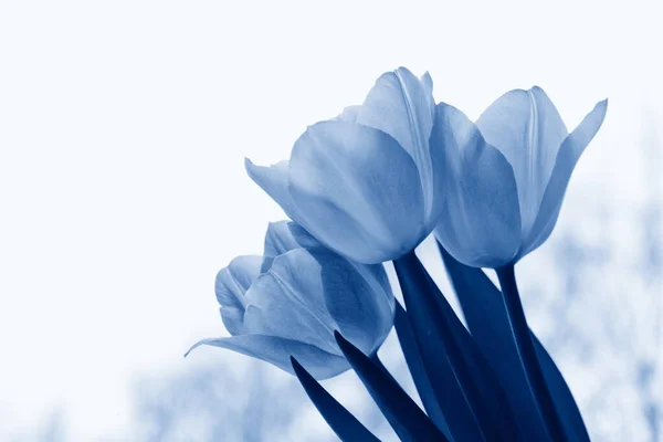 Schöne Tulpen Zarte Blüten Klassischem Blau Getönt Frühling Urlaub Hintergrund — Stockfoto