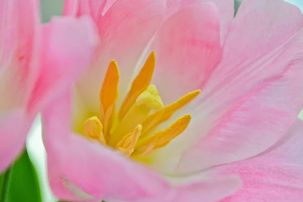 Różowy Tulipan Bliska Żółte Stameny Zgrzyt Wybiórcze Skupienie Wiosna Tło — Zdjęcie stockowe