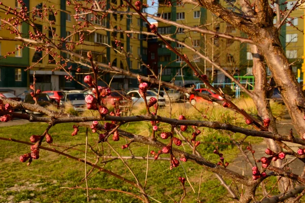 Aprikosenknospen Blühen Frühling Gesunde Ernährung Und Lebensstil Konzept — Stockfoto