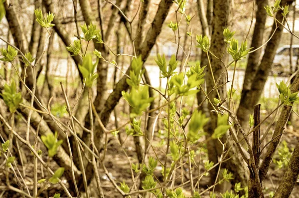 Ніжне Весняне Листя Бутони Гілки Горизонтальні Фото Тоновані Селективний Фокус — стокове фото