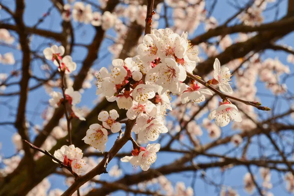 Mavi gökyüzünün arka planında güzel ve narin kayısı dalları. Bahar konsepti, yatay fotoğraf.