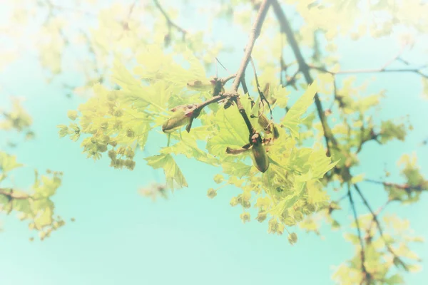 Прекрасне Кленове Листя Весняний Сонячний День Тлі Блакитного Неба Тонування — стокове фото