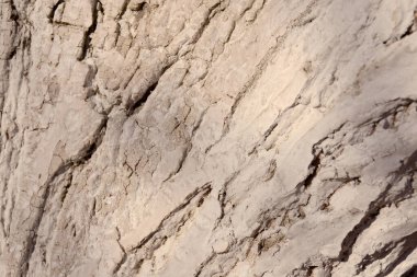 Yakın plan ağaç kabuğu dokusu. Ahşap beyazı zararlılara karşı korur..