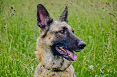 Güzel bir Alman çoban köpeğinin portresi Bir yaz günü uzun yeşil çimlerin üzerinde yatar