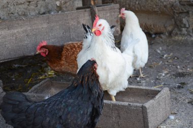 Tavuk kümesinde tavuk. Tarım kavramı, ekoloji
