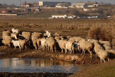 Bir koyun ve keçi sürüsü tarlaya doğru küçük bir nehri geçer. Çiftlik hayvanları konsepti