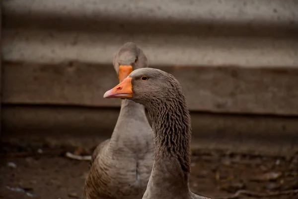 Grijze Ganzen Het Dorp Anser Cygnoides Domesticus Vogelportret Heldere Oranje — Stockfoto